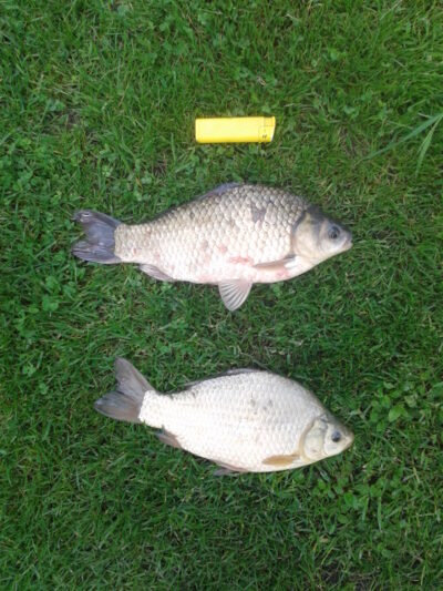 Crucian carp, 0.5 kg