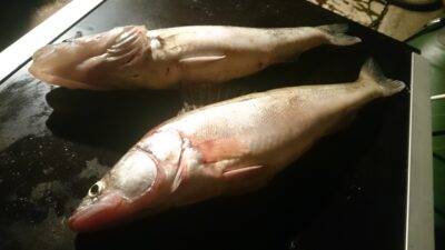 Pike perch ×6 — Kuršių