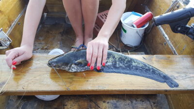 Wels catfish, 1.1 kg — Galuonai
