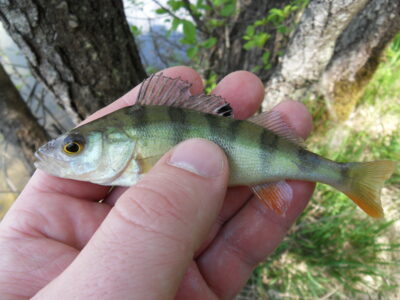 Eurasian perch — Gilius