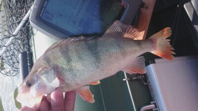 Eurasian perch, 0.5 kg