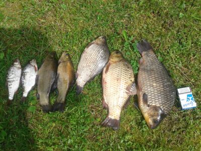 Prussian carp ×3 — Tūbausių I-asis