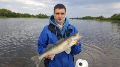 Pike perch, 1.5 kg — ATMATA