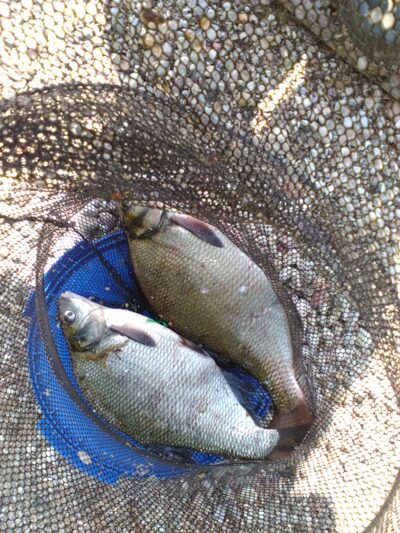 Carp bream ×2