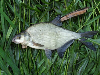 Carp bream — Шешупе