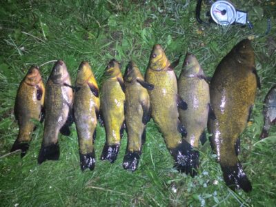 Tench ×8
