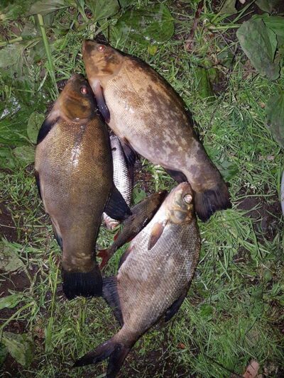 Tench, 2.0 kg