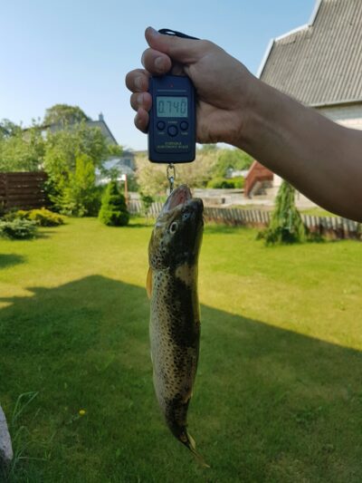 Brown Trout, 0.7 kg