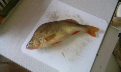 Eurasian perch, 0.4 kg — Neris River