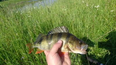 Eurasian perch, 0.4 kg