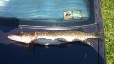 Northern Pike, 1.3 kg — Petrošiškio