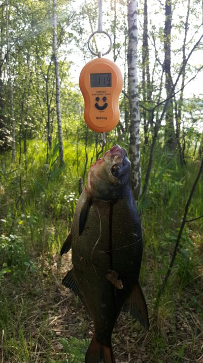 Carp bream, 1.2 kg — Kiaunas