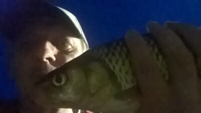 chub, 0.6 kg