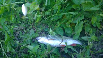 chub — Šventoji