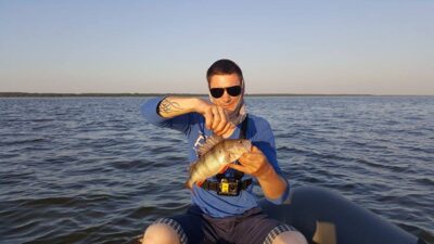Eurasian perch, 1.0 kg — Kuršių