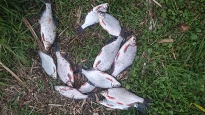 Silver Bream ×10 — ATMATA