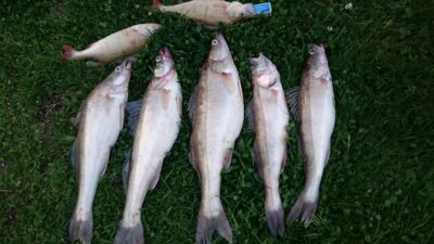Pike perch ×11