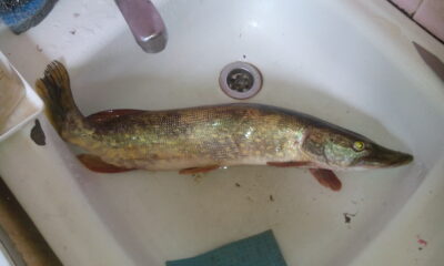 Northern Pike, 1.6 kg