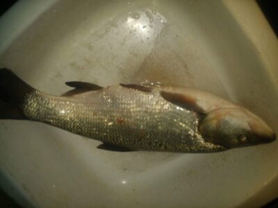 Asp — Neman River