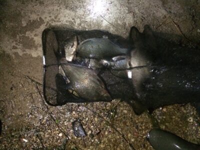 Carp bream ×6 — Kaunas reservoir