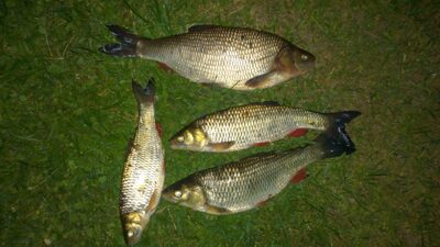 chub, 0.8 kg