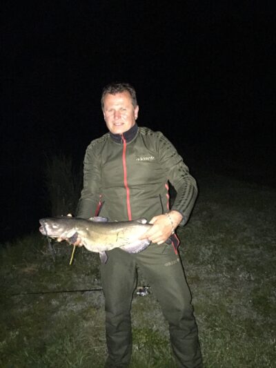 Wels catfish