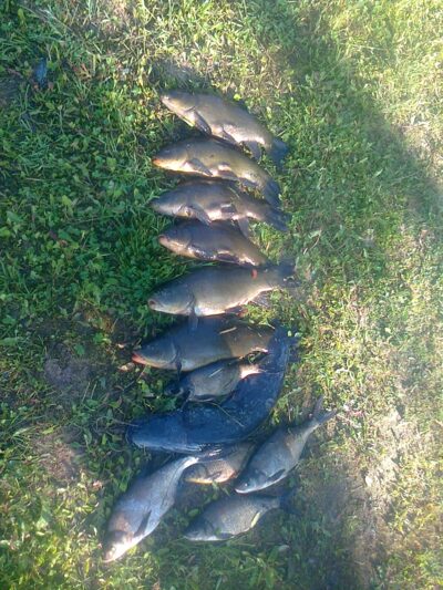 Tench ×6 — Pikeliškiai