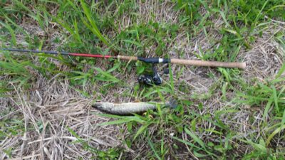 Northern Pike — Neris River