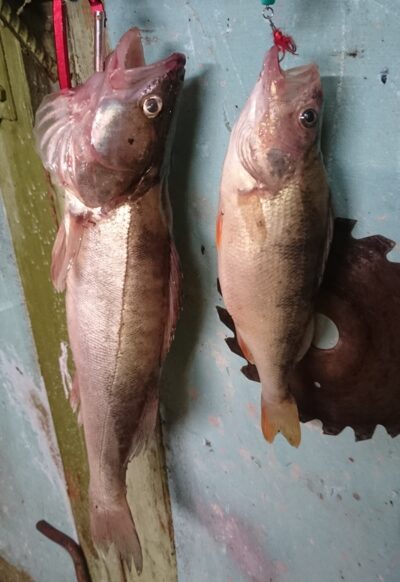 Eurasian perch, 0.3 kg — Kuršių
