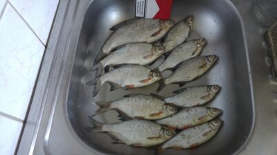 Silver Bream ×10 — Neman River