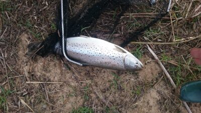 Atlantic salmon — Neman River