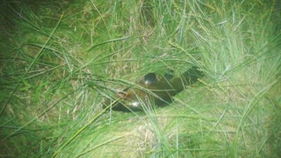Tench, 1.9 kg