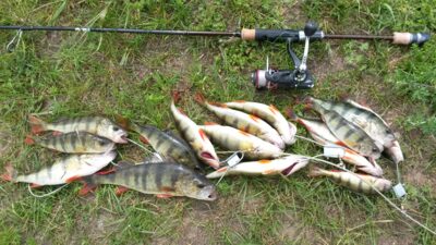 Eurasian perch — Elektrėnai reservoir