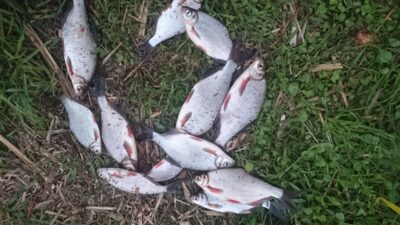 Silver Bream ×14 — ATMATA