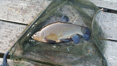 Tench, 1.1 kg — Šešuolių