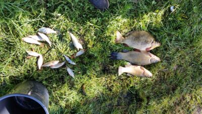 Crucian carp — Kernavės