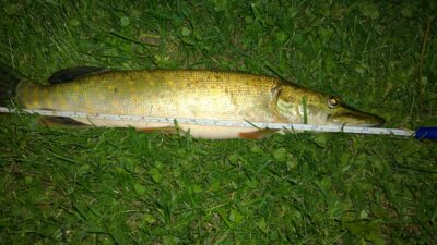 Northern Pike, 0.7 kg