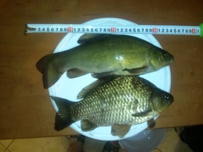 Tench, 0.8 kg — Apušys