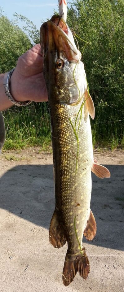 Northern Pike — Petraičių