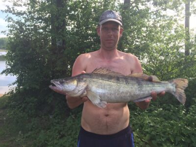 Pike perch, 3.3 kg — Kaunas reservoir