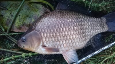 Crucian carp, 1.6 kg