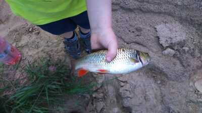 chub — Minija