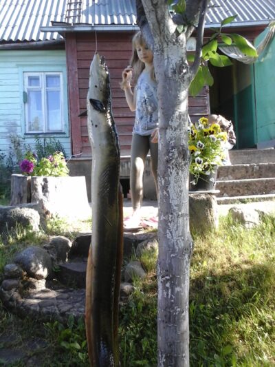 European eel, 0.5 kg — Lamėstas