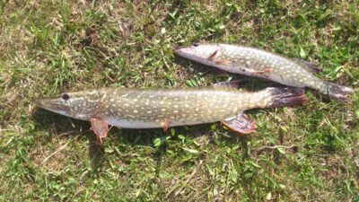 Northern Pike, 2.3 kg — Kairių