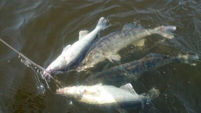 Pike perch ×13