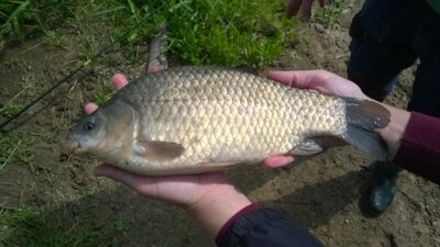 Prussian carp, 1.1 kg — Nevėžis
