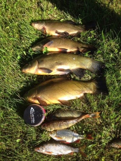Tench ×4