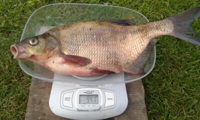 Carp bream, 0.9 kg — Kilučių