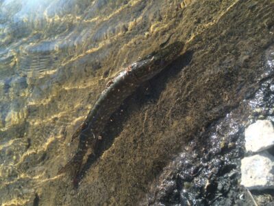 Northern Pike — Elektrėnai reservoir