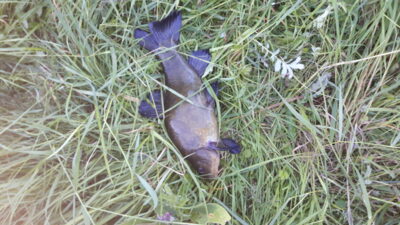 Tench, 1.1 kg
